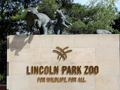 Chilean flamingo and harbor seal dead from bird flu at Chicago's Lincoln Park Zoo