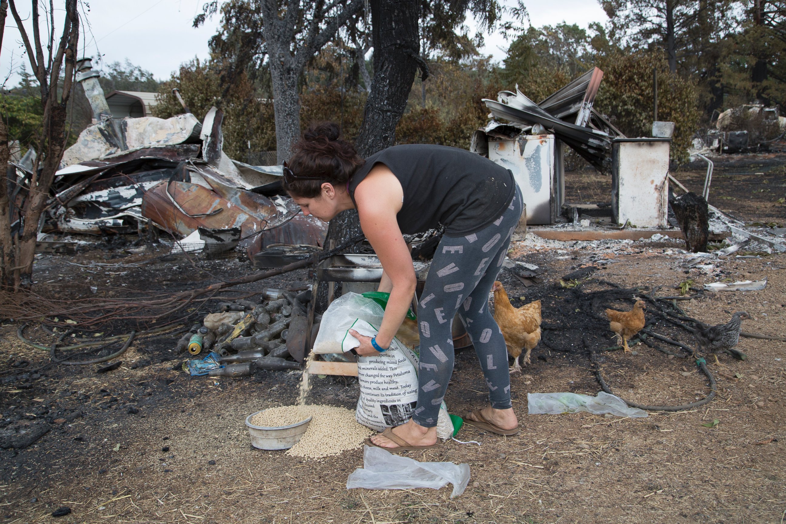 PHOTO: MIDDLETOWN, CA - SEPTEMBER 15:  Chandra Woodhouse feeds her chickens next to the ruins of her house, which burned in the Valley Fire, on September 15, 2015 in Middletown, California. 