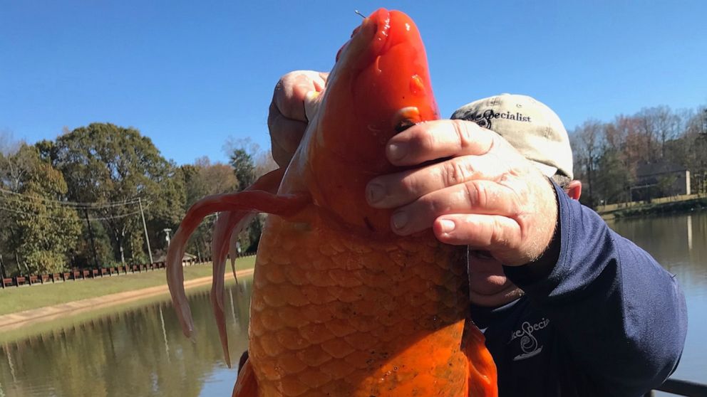 PHOTO: A giant goldfish was seen at Oak Grove Lake in Greenville, South Carolina, during a lake health study last month and the image was posted to Greenville Rec's Facebook page on on Dec. 7, 2020.