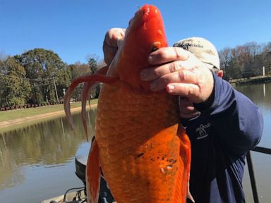 Giant 9 pound goldfish found in South Carolina lake