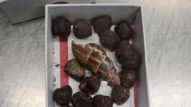 Giraffe feces seized at the border from woman who planned to make necklaces with it - Vimarsana News