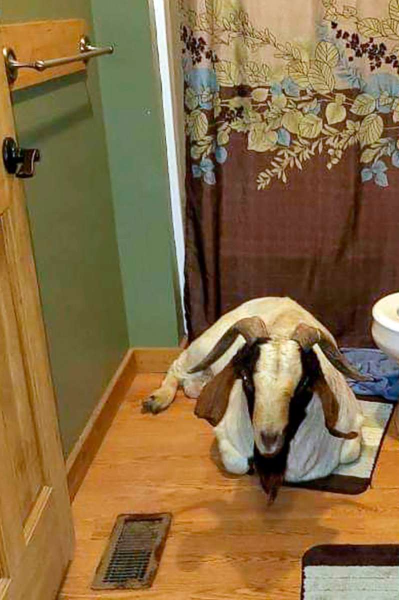 PHOTO: In this Friday, Oct. 4, 2019 photo, a goat named "Big Boy" sits in the bathroom of a home in Sullivan Township, Ohio. He was found napping in the bathroom after he broke into the home by ramming through a sliding glass door.