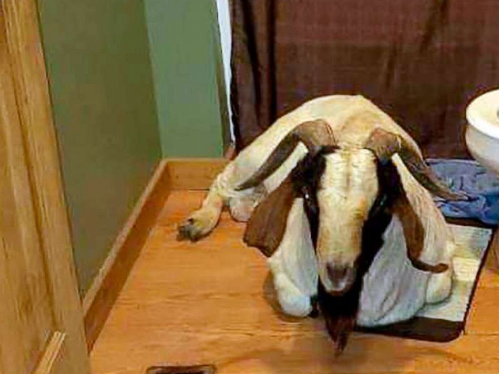 PHOTO: In this Friday, Oct. 4, 2019 photo, a goat named Big Boy sits in the bathroom of a home in Sullivan Township, Ohio. He was found napping in the bathroom after he broke into the home by ramming through a sliding glass door.
