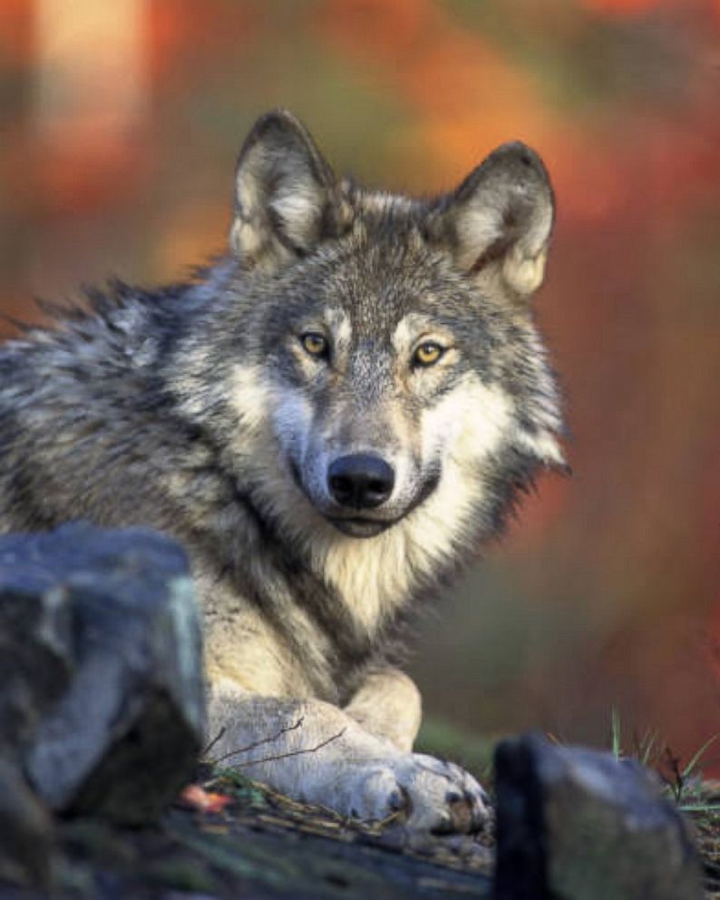 PHOTO: Gray Wolf