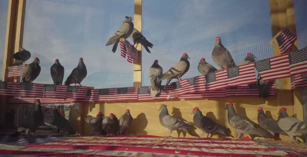 PHOTO: Pigeons wearing MAGA hats and Donald Trump wigs have been released by a shadowy protest group calling themselves P.U.T.I.N. -– Pigeons United to Interfere Now -- across the city of Las Vegas, Nevada.