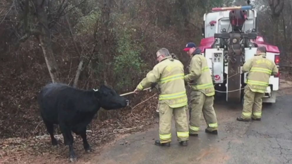 PHOTO: An Oklahoma City Fire Department crew rescued a cow that fell into a resident's swimming pool on Jan. 15, 2017