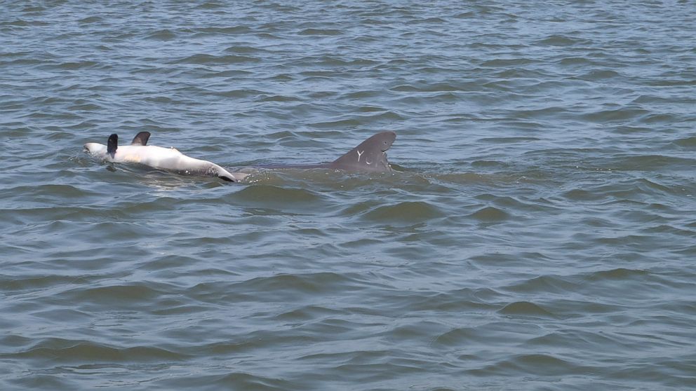 PHOTO: A dolphin pushes a dead calf through the waters of Barataria Bay, Louisiana, in March 2013. 