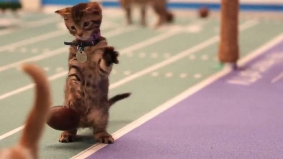 PHOTO: Kitten Bowl IV is full of the cutest and cuddliest surprises in sports from the Hallmark channel.