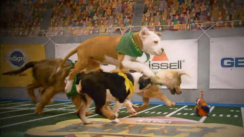 PHOTO: Puppy Bowl XIII Preview: Countdown to Game Day from Animal Planet.