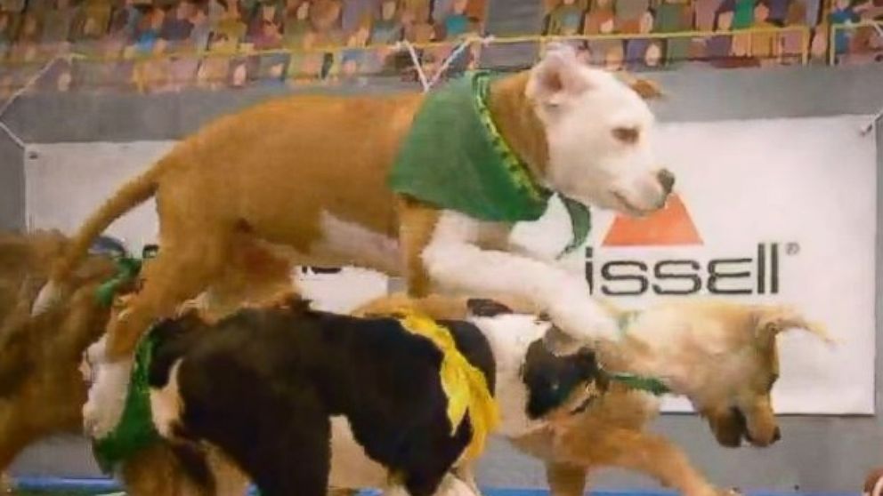 PHOTO: Puppy Bowl XIII Preview: Countdown to Game Day from Animal Planet. 