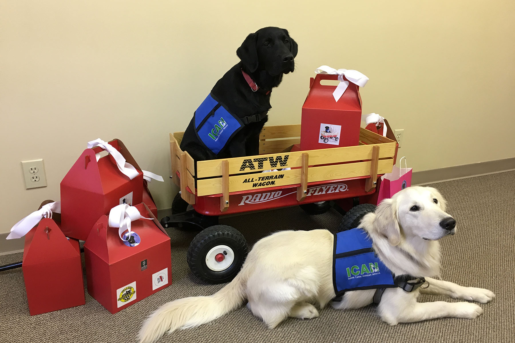 PHOTO:  ICAN's Puppy Love Valentine project has service dogs trained by prison inmates deliver Valentine's Day treats throughout Indianapolis. 