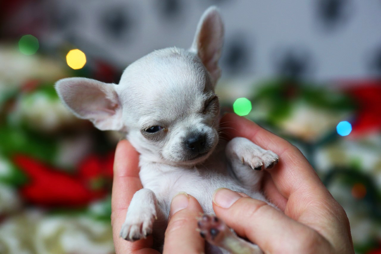 PHOTO: The Wisconsin Humane Society adopted out its smallest dog ever, Thumbelina, a 1.54-pound Chihuahua puppy, on Jan. 12, 2017.