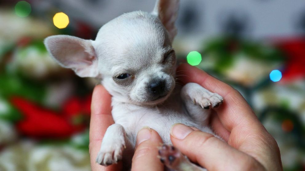 smallest chihuahua in the world