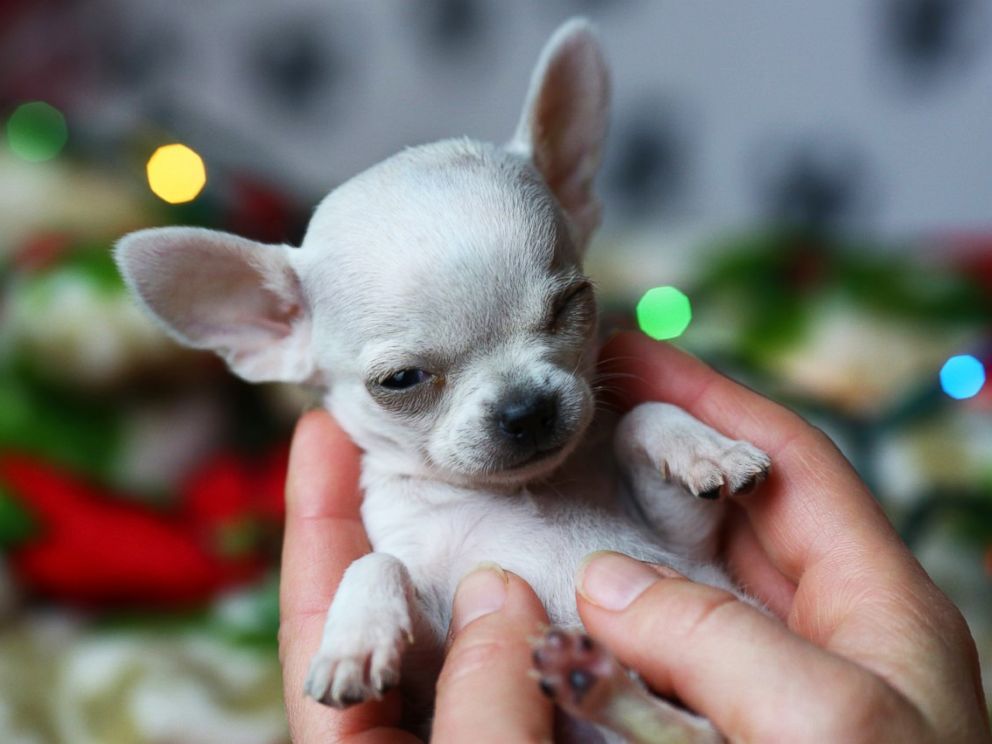 Tiny 1.54Pound Chihuahua Earns Title of Smallest Dog Ever Adopted From