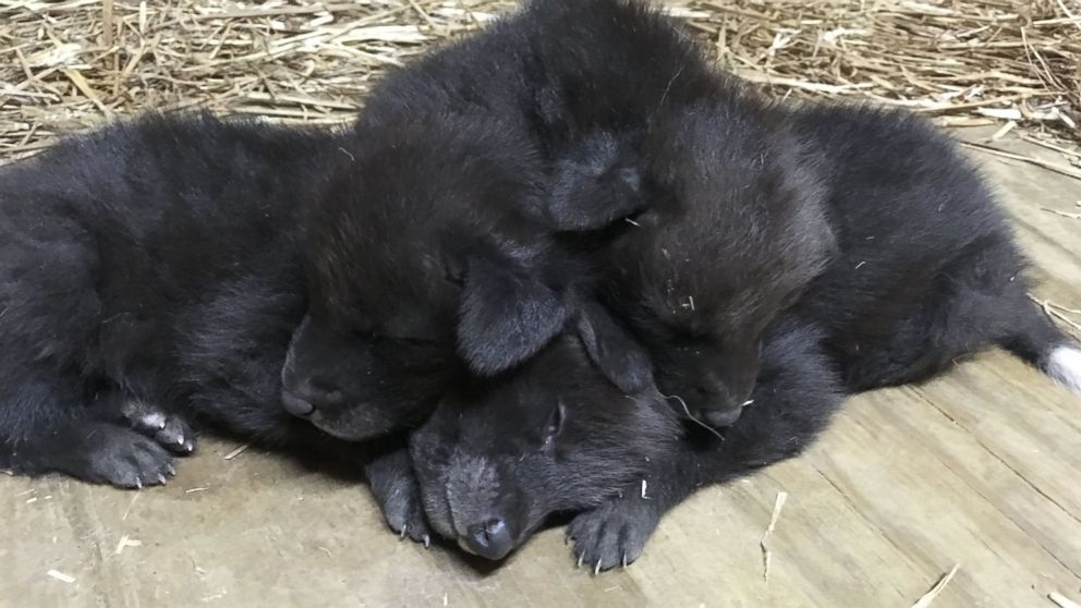 black wolf puppies