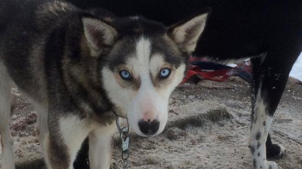 PHOTO: ClarraLea, one of Alan Eischens' Alaskan huskies. Eischens currently owns 46 racing dogs.