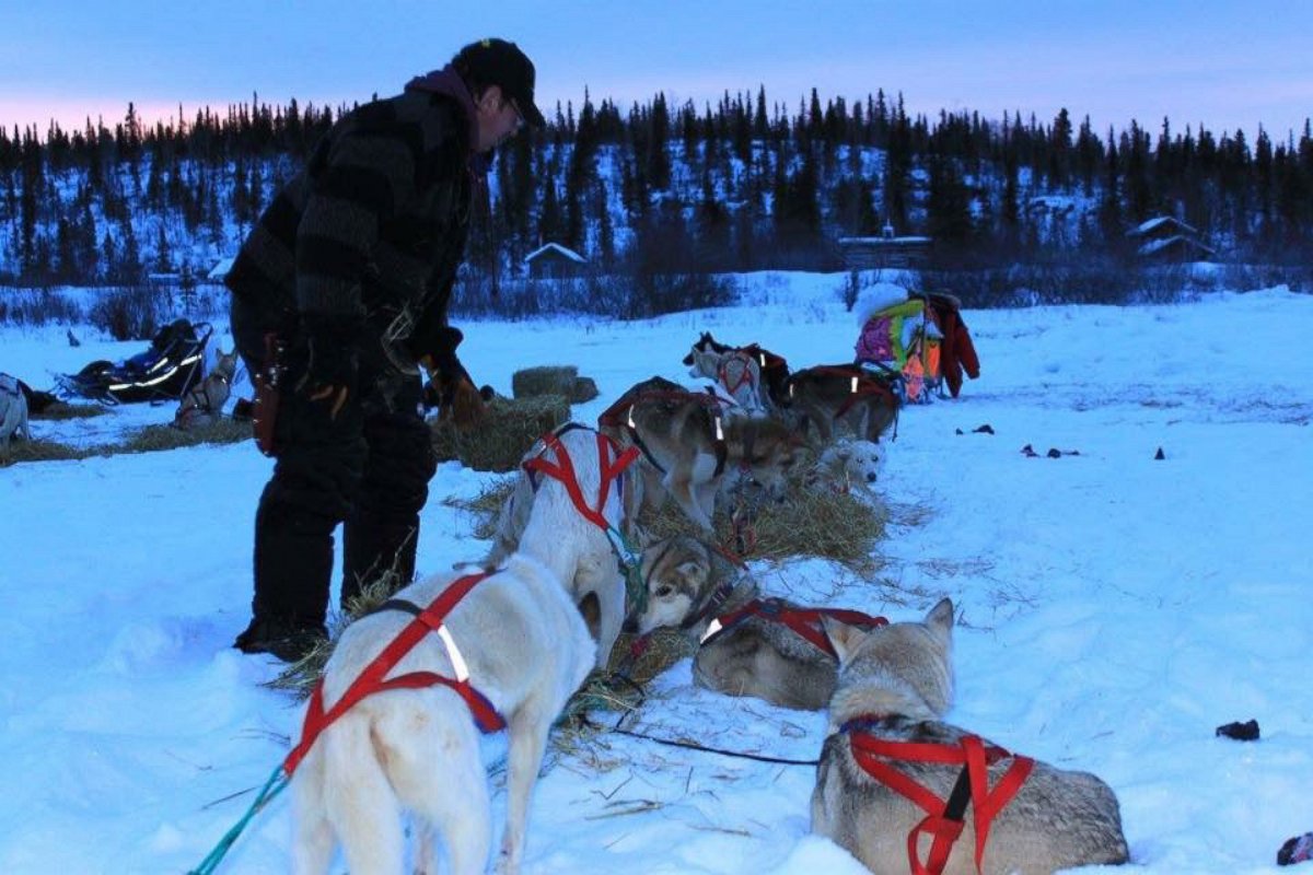PHOTO: Alan Eischens and his team of 16 dogs are competing in their third Iditarod this year.
