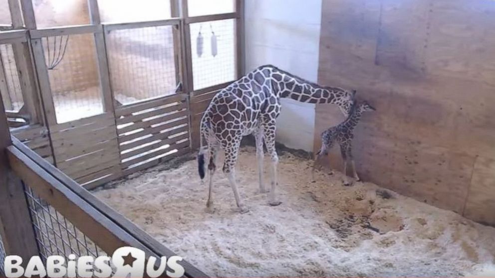 VIDEO: April the giraffe finally gives birth