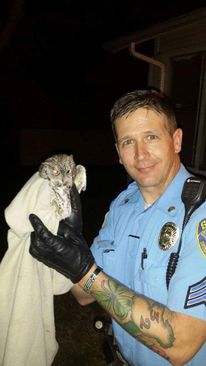 PHOTO: Today wasn't Sedgwick County Sgt. Justin Antle's first time rescuing a bird of prey. Last year, he retrieved an owl that had flown into a Kansas home.