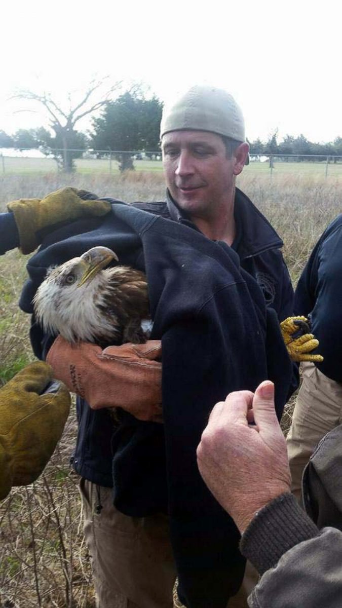 PHOTO: Members of the Sedgwick County Sheriff's Office, Sedgwick County Fire Department and Eagle Valley Raptor Center rescued an injured bald eagle near a lake west of Wichita, Kan. 