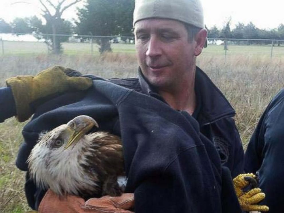 PHOTO: Members of the Sedgwick County Sheriffs Office, Sedgwick County Fire Department and Eagle Valley Raptor Center rescued an injured bald eagle near a lake west of Wichita, Kan.