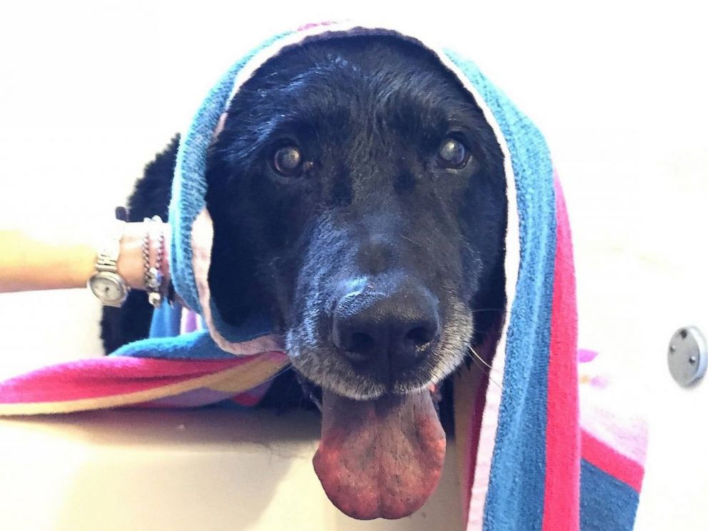 PHOTO: A senior dog named Bear was recently rescued from neglect in Suffolk County, New York and is now looking for a new home.