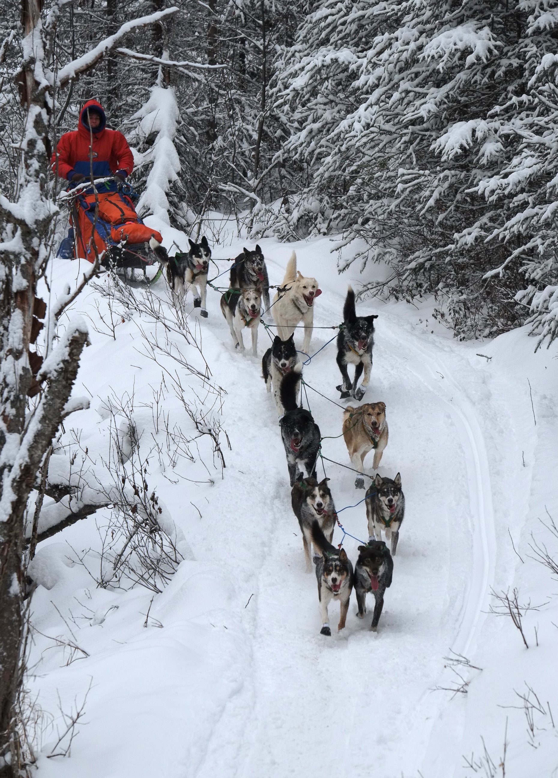 PHOTO: Cindy Abbott, with her dogs in 2015, started training to become a musher six years ago at the age of 52.