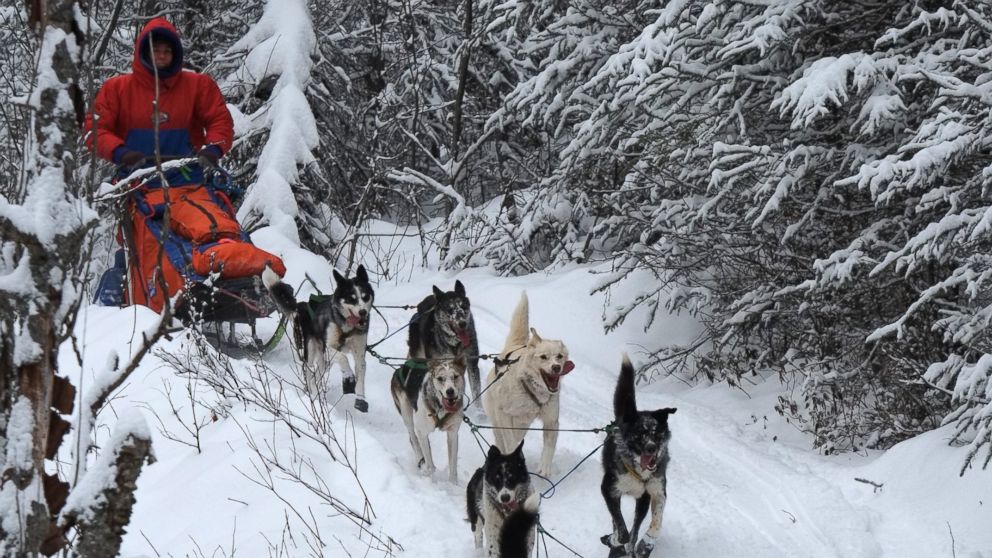PHOTO: Cindy Abbott, with her dogs in 2015, started training to become a musher six years ago at the age of 52.