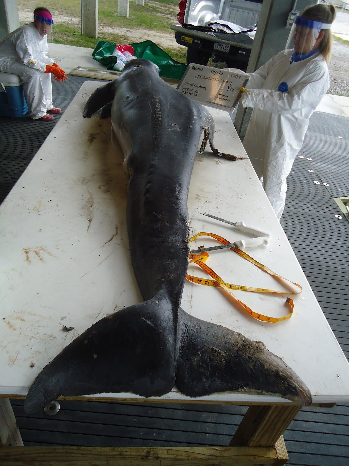 PHOTO: The carcass of Y12, one of the Barataria Bay dolphins closely studied by researchers and determined to be in poor health, was recovered on Grand Isle Beach on January 31, 2012.