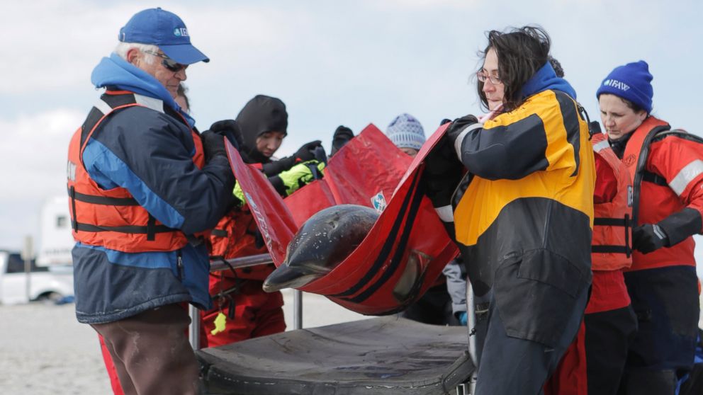 The International Fund for Animal Welfare's Marine Mammal Rescue and Research Team rescued seven dolphins stuck on the mudflats of the Herring River in Wellfleet, Mass., March 3, 2017.  
