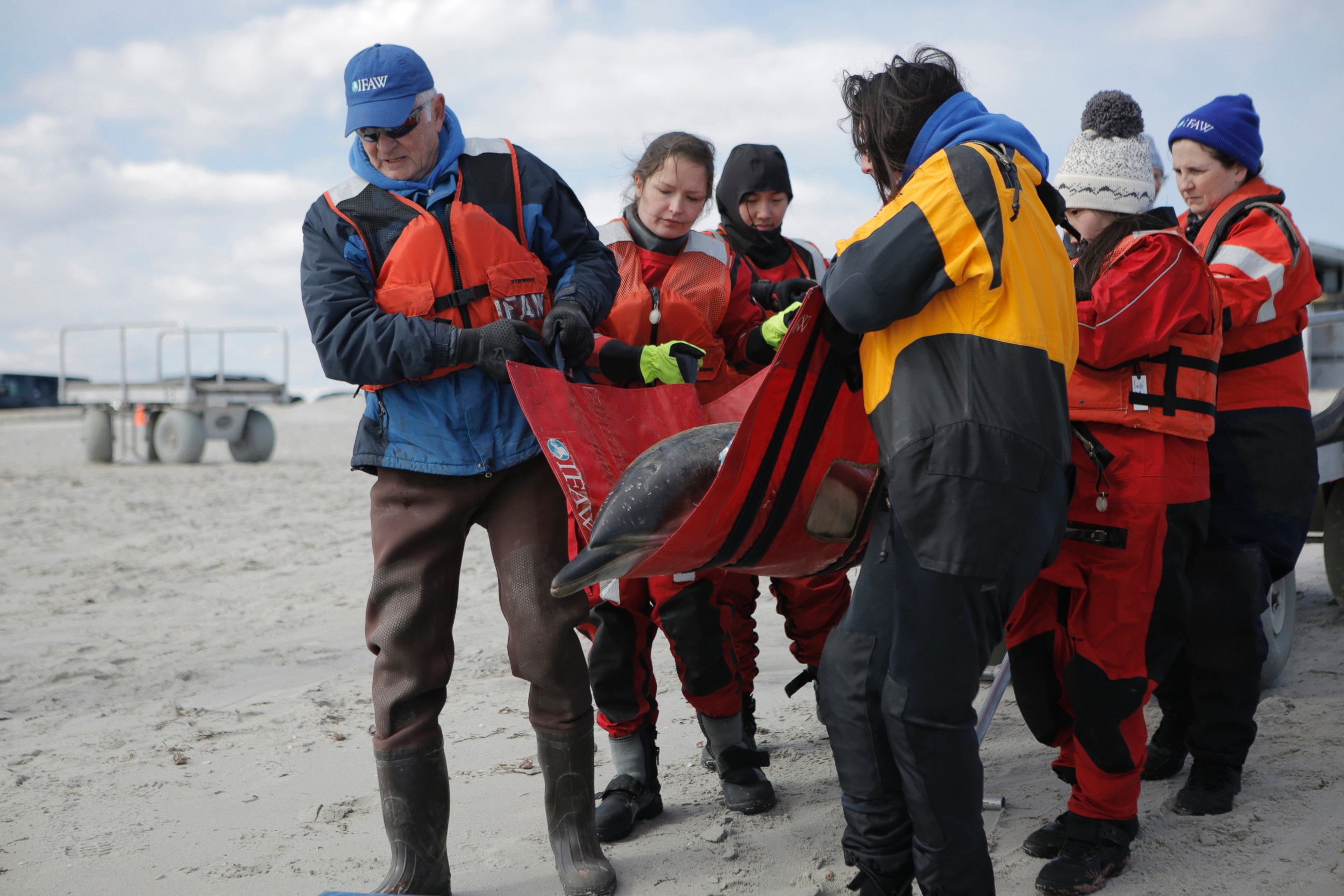 PHOTO: The International Fund for Animal Welfare's Marine Mammal Rescue and Research Team rescued seven dolphins stuck on the mudflats of the Herring River in Wellfleet, Mass., March 3, 2017.