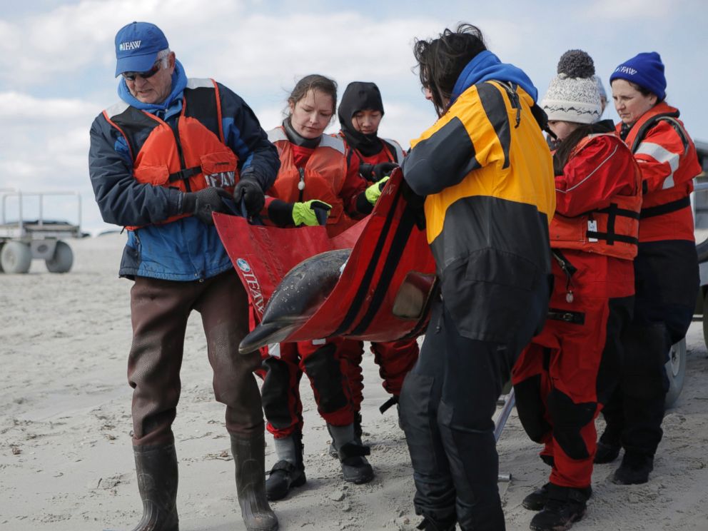 PHOTO: The International Fund for Animal Welfares Marine Mammal Rescue and Research Team rescued seven dolphins stuck on the mudflats of the Herring River in Wellfleet, Mass., March 3, 2017.