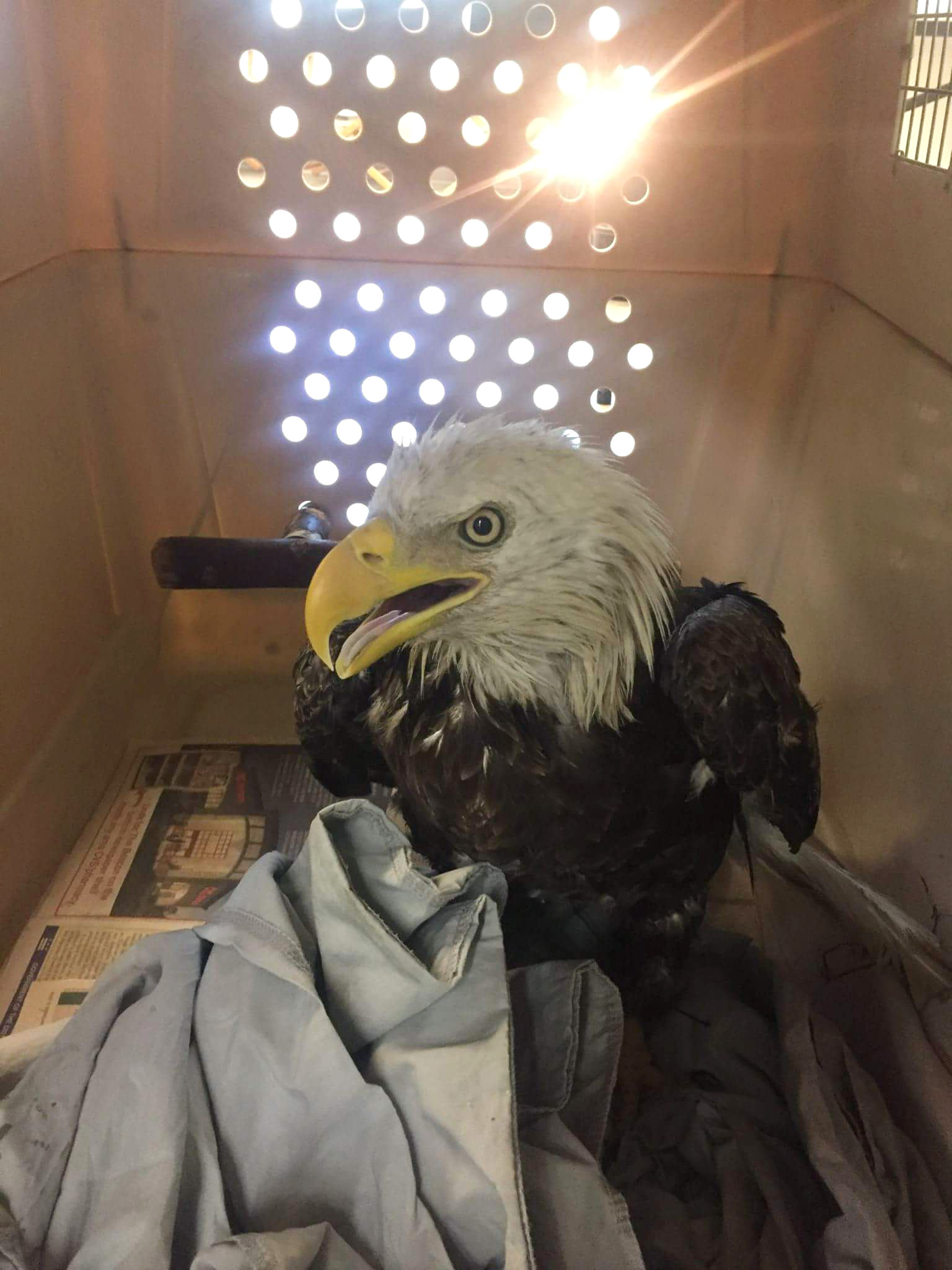 PHOTO: The bald eagle rescued by Humane Rescue Alliance officers on July 1, 2017 is bright and alert after an examination, according to City Wildlife. 