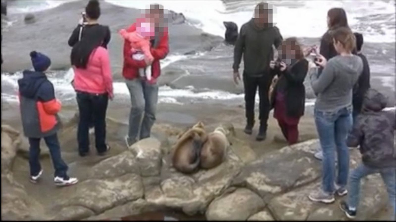 Viral Video Appears to Show Man Harass Sea Lions in San Francisco – NBC Bay  Area