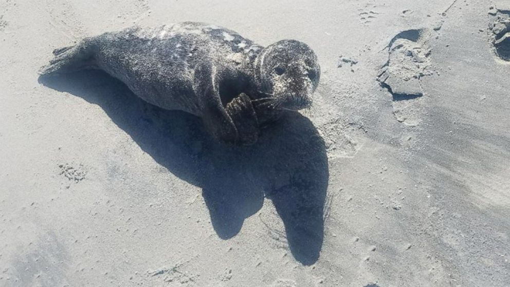 The U.S. Coast Guard rescued a seal pup stranded on Cape May, April 8, 2017, in New Jersey.