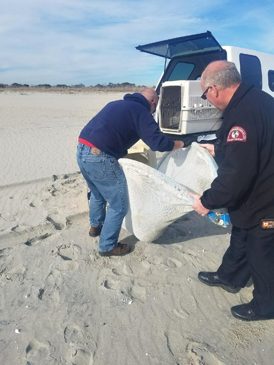 PHOTO: The U.S. Coast Guard rescued a seal pup stranded on Cape May, April 8, 2017, in New Jersey.