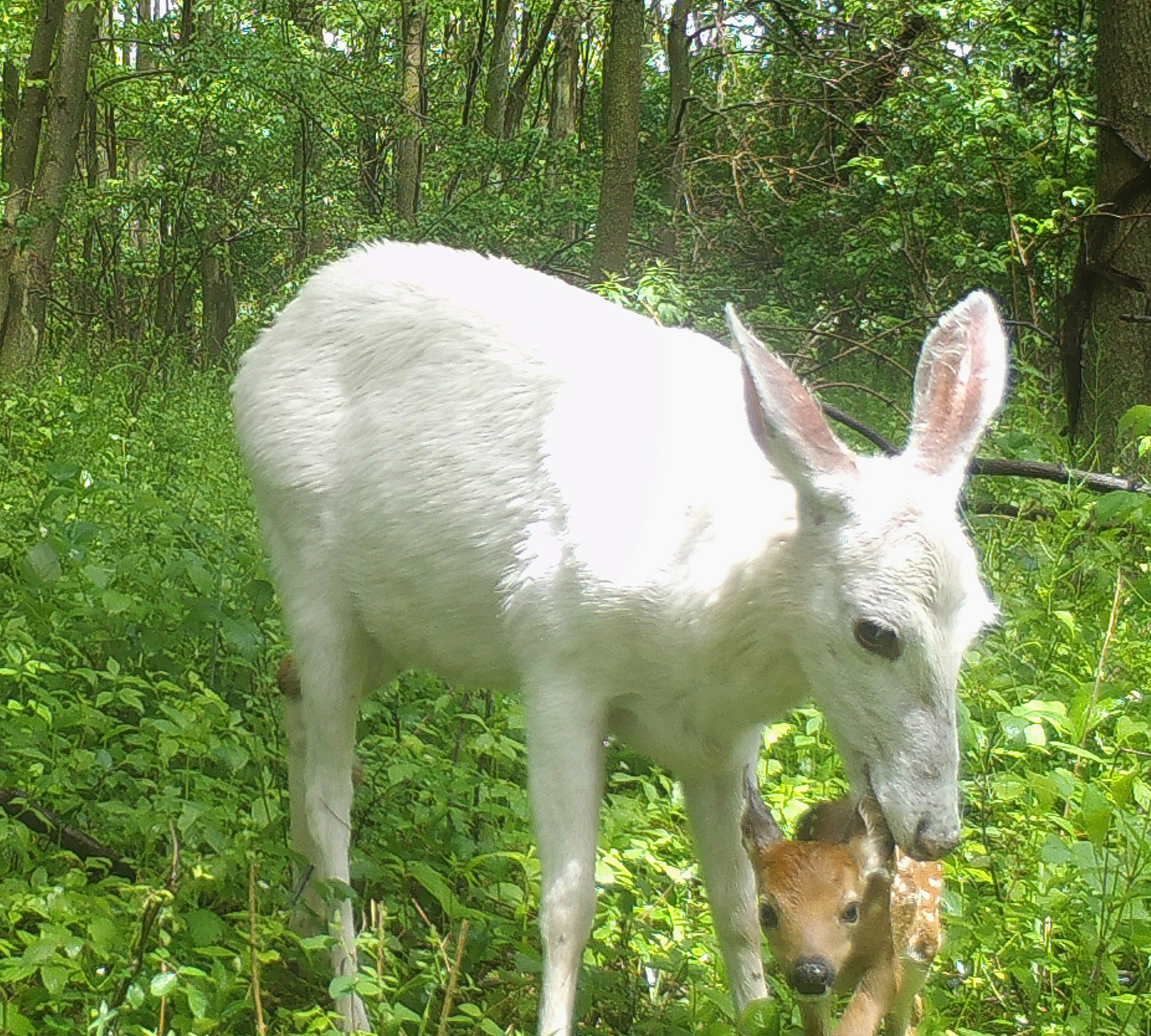 PHOTO: A white deer and her fawn at Seneca Army Depot in Upstate New York.