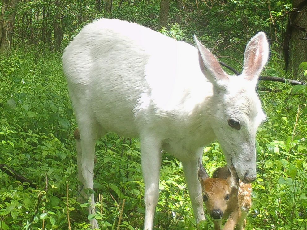 https://s.abcnews.com/images/US/HT-white-deer1-ml-170705_4x3_992.jpg