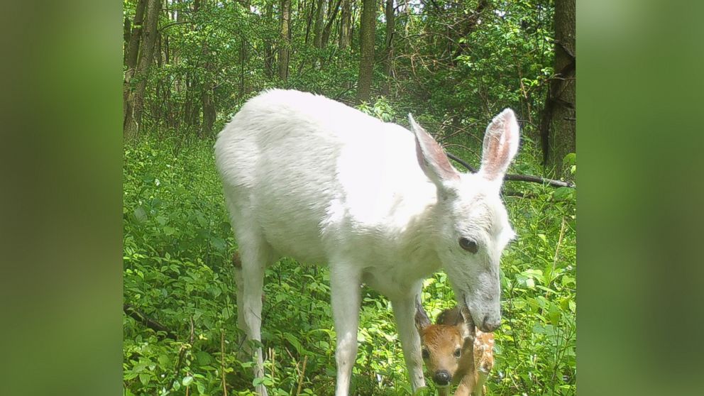 PHOTO: A white deer and her fawn at Seneca Army Depot in Upstate New York.