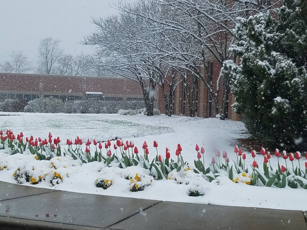 PHOTO: Monica Dunn posted this photo of snow in Nashville, Tenn., March 11, 2017.