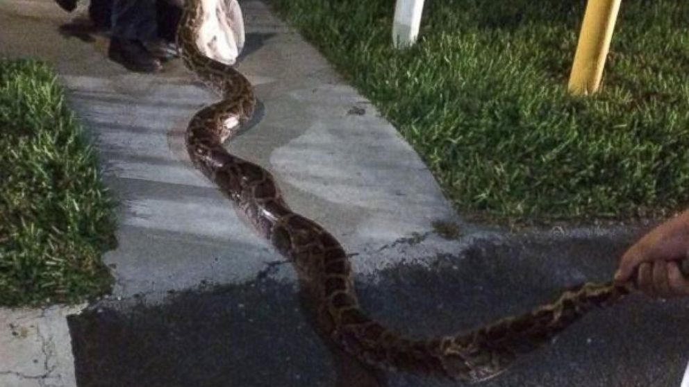 PHOTO: Florida residents captured a 12-foot python in a barbecue grill on July 3, 2014.