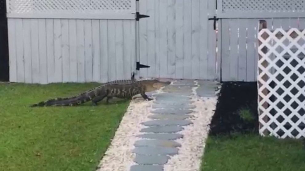 PHOTO: An alligator was found crawling up the front door of a family's home in Moncks Corner, S.C., on May 2, 2016.