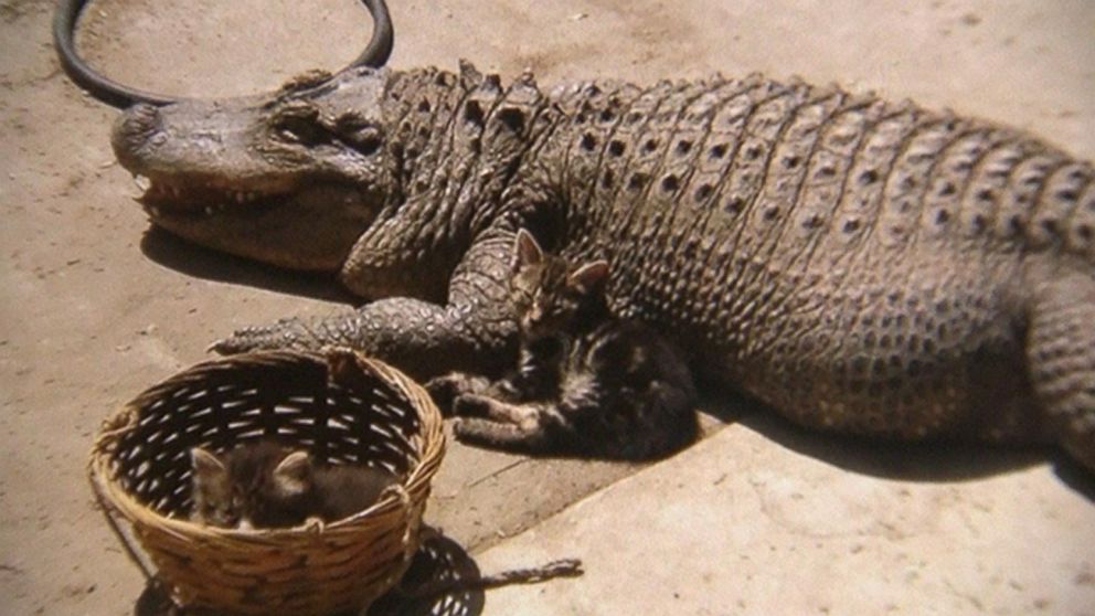 PHOTO: Owners of Jaxson the alligator also keep cats as pets.
