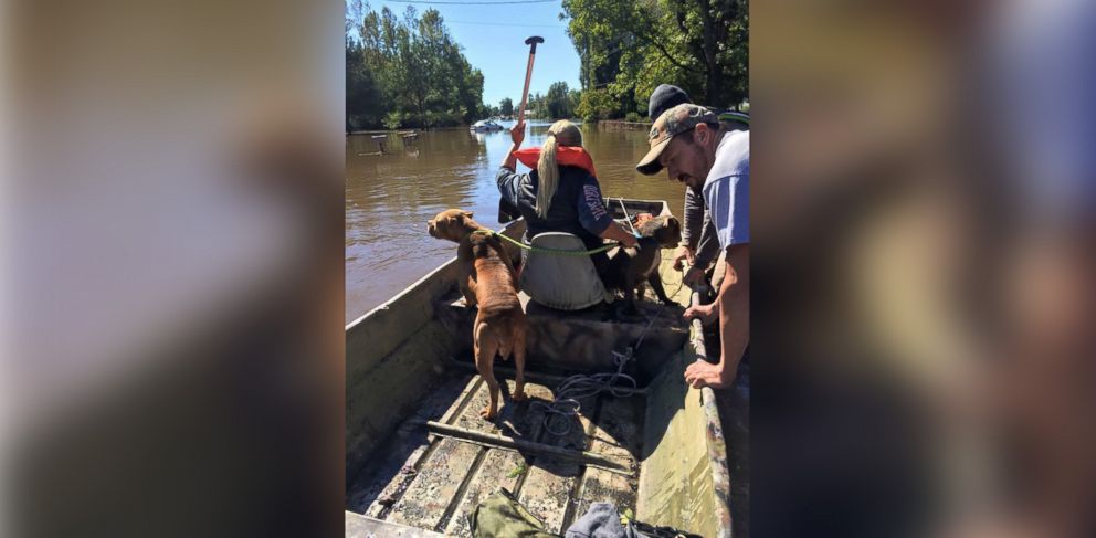 PHOTO: Volunteers from Wilson County Humane Society worked to rescue dozens of pets from Pinetops, NC after Hurricane Matthew. 