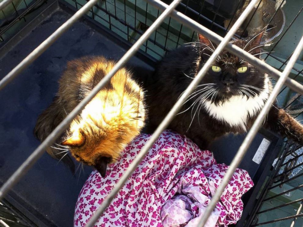 PHOTO: Volunteers from Cause-N-Dog rescue worked to save pets in Greene County, NC after Hurricane Matthew.