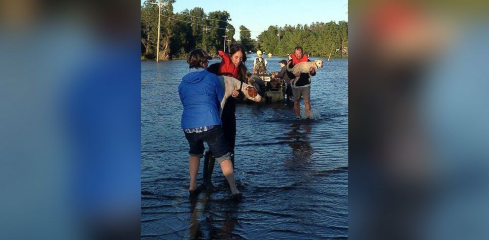 PHOTO: Volunteers from Wilson County Humane Society worked to rescue dozens of pets from Pinetops, NC after Hurricane Matthew. 