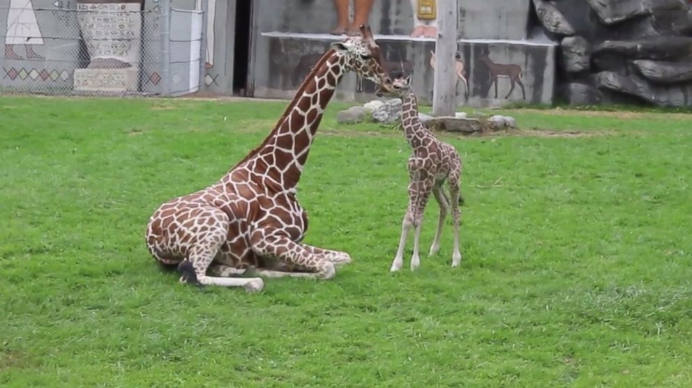 A baby giraffe bonds with his mother, Oct. 1, 2014 at the Detroit Zoo.