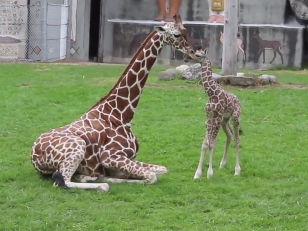Download The Touching Moment A Baby Giraffe Bonded With His Mother Abc News