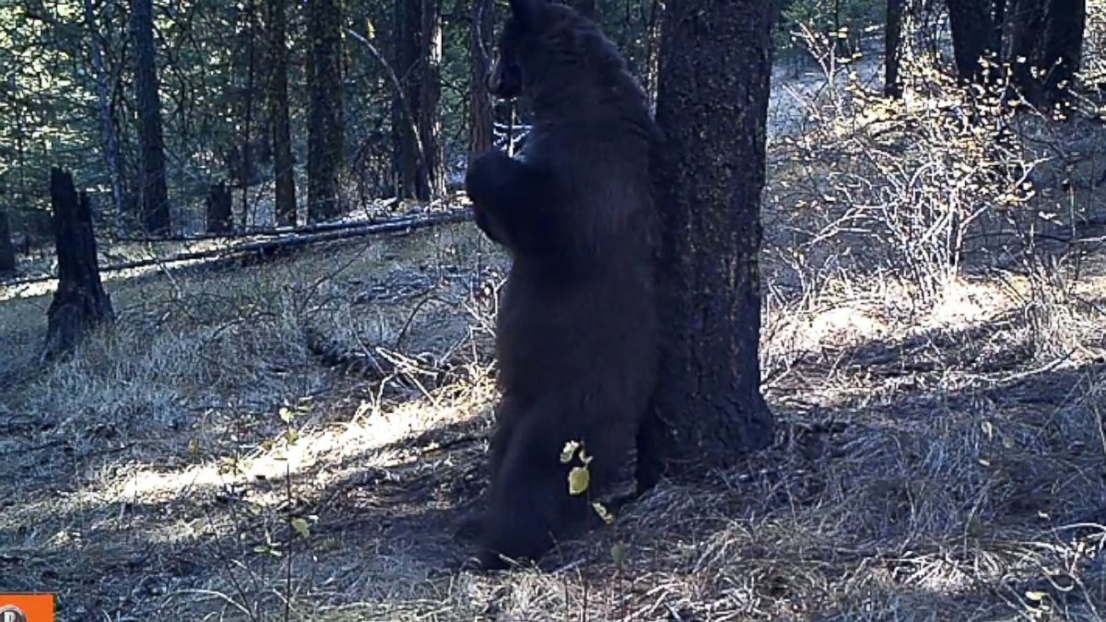 Drop Bear' scratch marks in Witchcliffe cave shed new light on