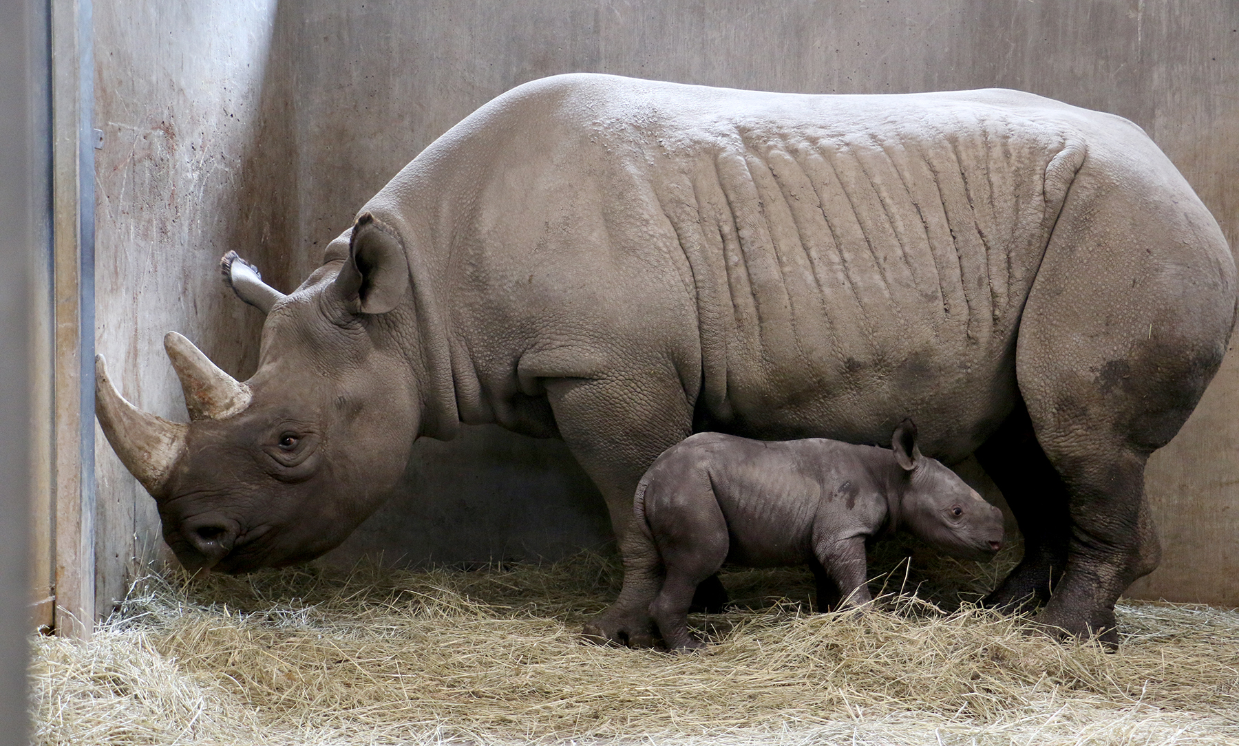 PHOTO: The Blank Park Zoo in Des Moines, Iowa welcomed a new baby rhino who was born on Oct. 11, 2016.